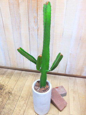 サボテン・大雲閣　［h:90cm］￥9,900-(tax込)