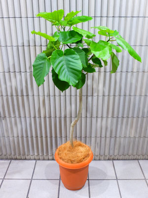 ウンベラータ　h : 140cm     ￥11,000-(tax込)  【SOLDOUT.】