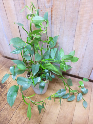 フィロデンドロン・シルバーメダル　　￥3,850-(tax込)