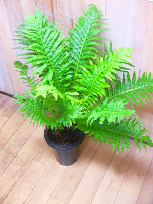 プレクナム・シルバーレディー　h:90cm  W:60cm  ￥4,950－(tax込) 