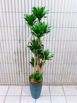 ドラセナ　h:135cm ￥11,500-(tax込)【SOLDOUT.】