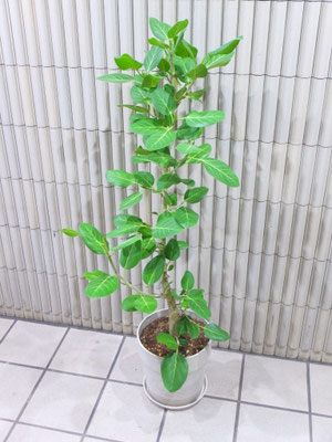 ベンガレンシス　h:145cm   ￥17,500-(tax込)【SOLDOUT.】