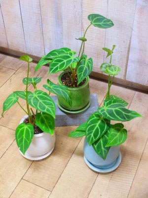 アンスリューム　￥3,300-(tax込)