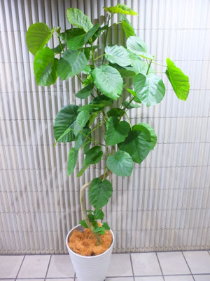 ベンガレンシス　h:210cm 　￥33,000-(tax込)【SOLDOUT.】