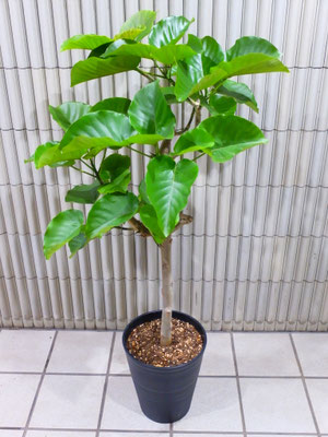 ウンベラータ　￥16,500-(tax込)　【SOLDOUT.】