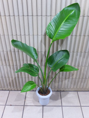 オーガスタ　［h:130cm］￥7,700- (tax込) 【SOLDOUT.】