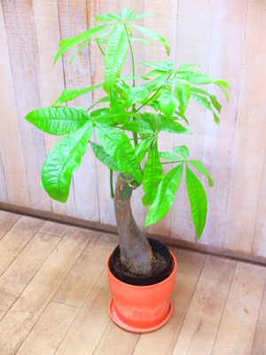 パキラ　h:90cm  ￥6,600-(tax込)