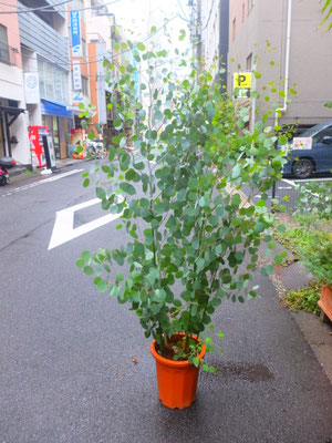 ユーカリ・ポプラスh:180cm  ￥16,500-(tax込)【SOLDOUT.】