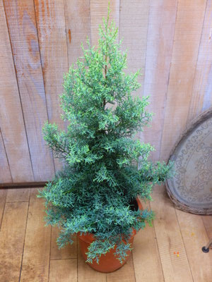 アリゾナイトスギ　h:100cm  ￥6,850-(tax込)