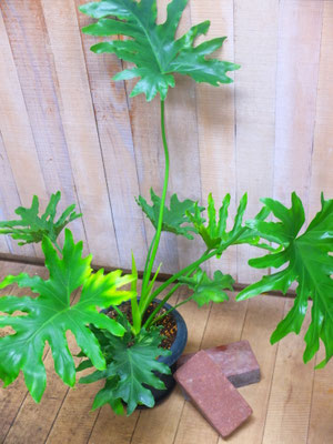 セローム　h:50cm　￥6,600- (tax込) 【SOLDOUT.】