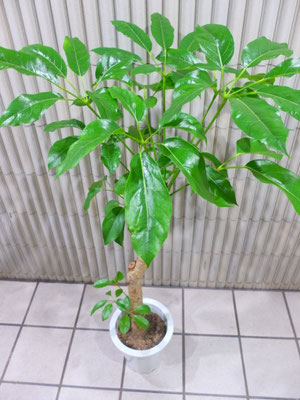 ブラッサイア　h:135cm  ￥11,000－(tax込)