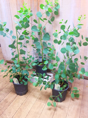 ユーカリ・ポリアンセモス　h:90cm  ￥2,500-(tax込)
