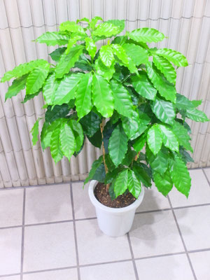 コーヒーの木　h:110cm  ￥9,900-(tax込) 【SOLDOUT.】