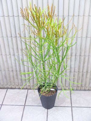 ミルクブッシュ　h:120cm  ￥12,100-(tax込)