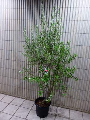 オリーブ　h:200cm 　￥22,000-(tax込)【SOLDOUT.】