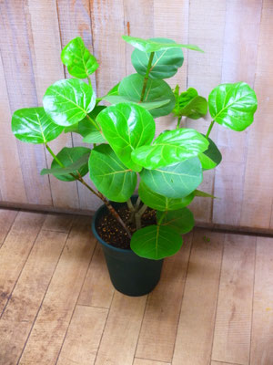 シーグレープ　￥7,700-(tax込)