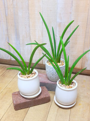 サンセベリア　h:50cm  ￥3,300-(tax込)