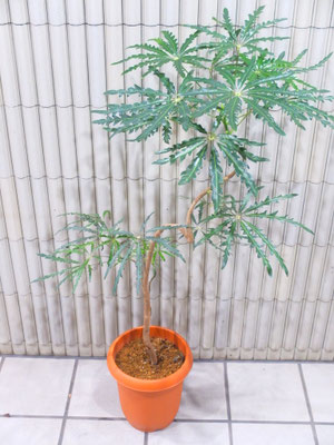 アラレヤ　［h:120cm］ ￥9,900-(tax込) 【SOLDOUT.】