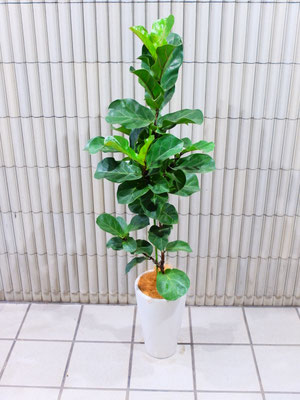 柏葉ゴム　h : 135cm    ￥11,000-(tax込)　【SOLDOUT.】