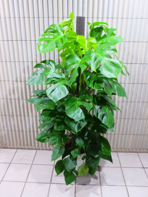 モンステラ　h : 160cm  ￥16,500-(tax込)【SOLDOUT.】
