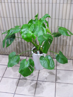 モンステラ(陶器鉢)　h:90cm  ￥13,200-(tax込)