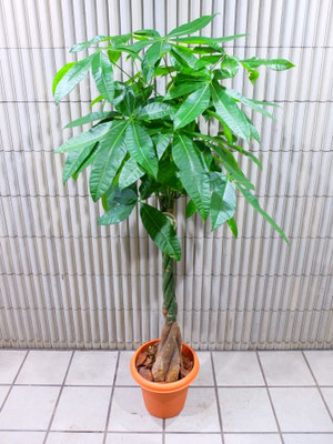 パキラ　￥16,500-(tax込)　ｈ :  160cm　【SOLDOUT.】