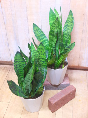 サンセベリア・ゼラニカ　h:50cm  ￥2,000-(tax込)