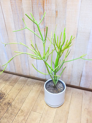 ミルクブッシュ　h:80cm  ￥11,000-(tax込)【SOLDOUT.】