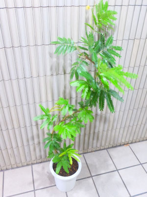 エバーフレッシュ　h:150cm  ￥11,000-(tax込)【SOLDOUT.】