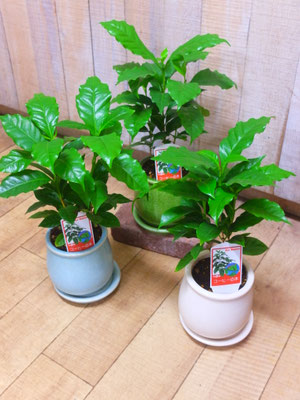 コーヒーの木　h:35cm 　￥2,500-(tax込)