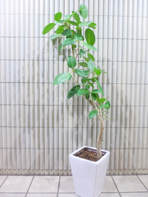 ベンガレンシス 陶器鉢に植え替えました！　h:160cm  ￥18,500-(tax込)【SOLDOUT.】　