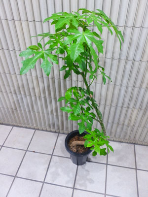 ブラキキトン　［h:130cm］ ￥11,000-(tax込) 【SOLDOUT.】