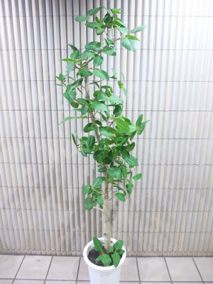 ベンガレンシス　ｈ:200ｃｍ　　￥27,500-(ta込)【SOLDOUT.】