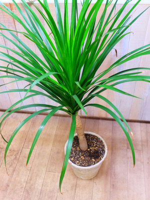 コンシンネ　￥6,850-(tax込)　【SOLDOUT.】