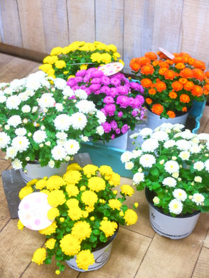 マム・ジジMIX　完売！！！