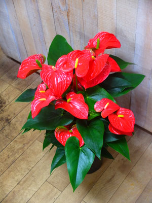 アンスリューム・バンビーノレッド　h:70cm   ￥12,100-(tax込)【SOLDOUT.】