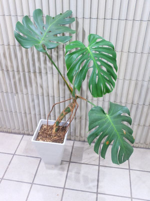 モンステラ　70×70×120cm　　￥15,000-(tax込)