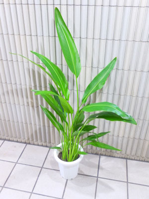 旅人の木　h:140cm   ￥9,900-(tax込)