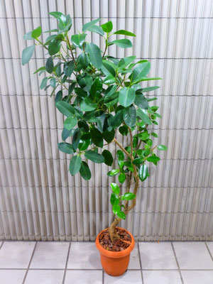 フランスゴム　［h:160cm］ ￥9,500-(tax込)   【SOLDOUT.】