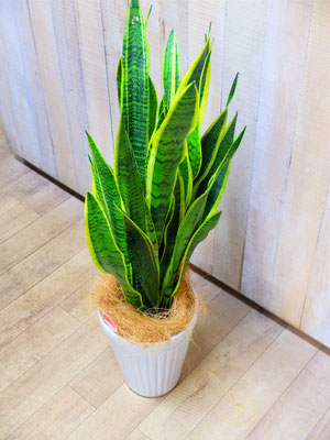 サンセベリア［h:80cm］￥8,500-(tax込)【SOLDOUT.】