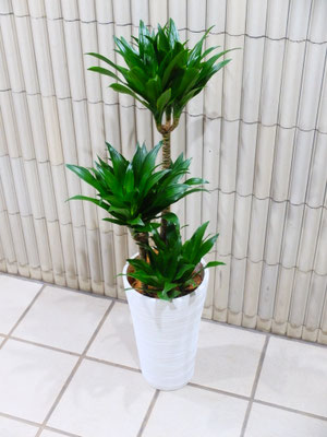 ドラセナ・コンパクター　［h:90cm］￥11,000-(tax込)【SOLDOUT.】