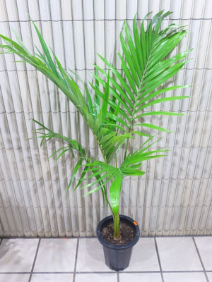 ヤシ・キングパーム　h:150cm  ￥8,500－(tax込)