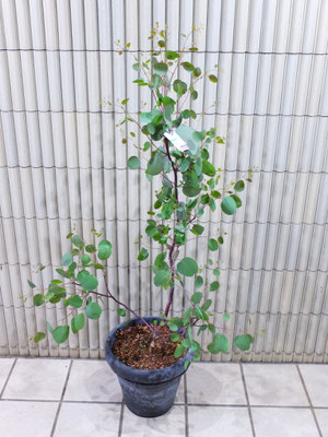 ユーカリ・ポプラス　￥14,300-(tax込)　ｈ :  150cm　【SOLDOUT.】