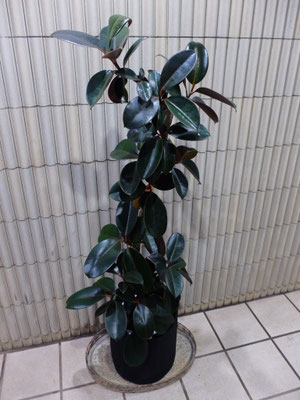 フィカス・バーガンディー　h : 140cm  ￥16,500-(tax込)　フェルト生地の鉢カバー付き！【SOLDOUT.】