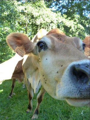 Ferme Rosine : gros plan sur une Montbéliarde à Chevrière