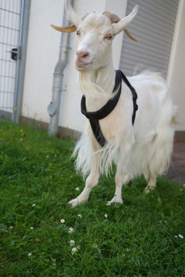 DILECTUS Bild zeigt eine Ziege
