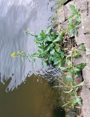 Rorippa amphibia / Wasser-Sumpfkresse: Neophyt in Amerika