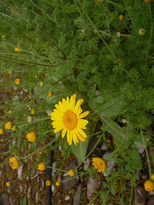 Anthemis tinctoria / Färber-Hundskamille    VI-IX