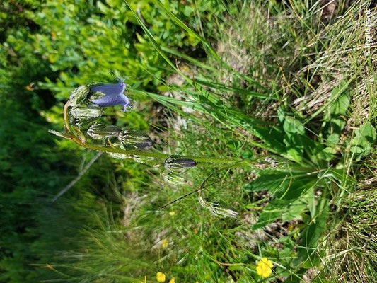 Campanula barbata / Bärtige Glockenblume