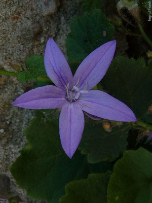 Campanula poscharskyana - Dalmatinische Glockenblume    VI-IX